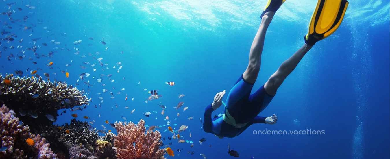 Explore Andaman Marine life: Exploring the Underwater World of Andaman